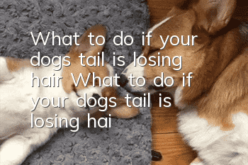 What to do if your dog’s tail is losing hair What to do if your dog’s tail is losing hair