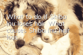 What to do if Shiba Inu loses hair? What causes Shiba Inu hair loss?