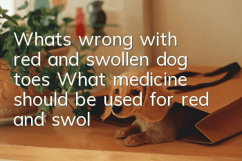 What’s wrong with red and swollen dog toes? What medicine should be used for red and swollen dog toes?