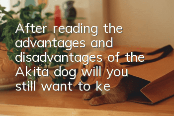 After reading the advantages and disadvantages of the Akita dog, will you still want to keep it?