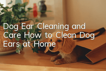 Dog Ear Cleaning and Care How to Clean Dog Ears at Home