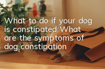 What to do if your dog is constipated? What are the symptoms of dog constipation?