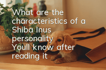 What are the characteristics of a Shiba Inu’s personality? You'll know after reading it