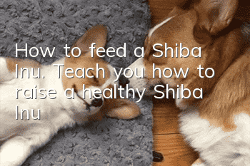 How to feed a Shiba Inu. Teach you how to raise a healthy Shiba Inu!