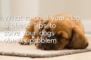 What to do if your dog is obese? Tips to solve your dog’s obesity problem