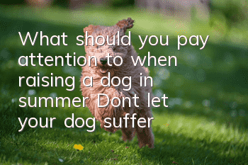 What should you pay attention to when raising a dog in summer? Don’t let your dog suffer from heat stroke!