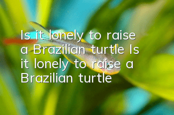 Is it lonely to raise a Brazilian turtle? Is it lonely to raise a Brazilian turtle?