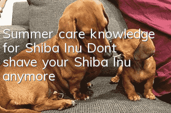 Summer care knowledge for Shiba Inu: Don’t shave your Shiba Inu anymore