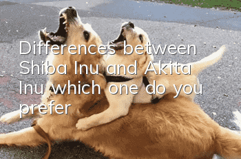 Differences between Shiba Inu and Akita Inu, which one do you prefer?