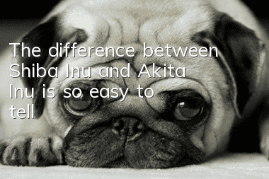The difference between Shiba Inu and Akita Inu is so easy to tell!