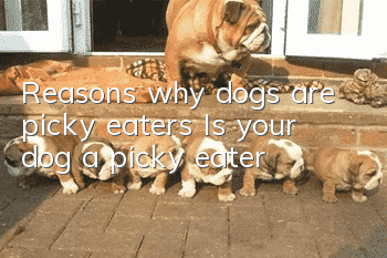 Reasons why dogs are picky eaters Is your dog a picky eater?