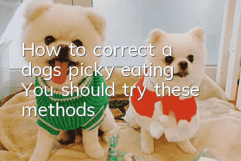 How to correct a dog’s picky eating? You should try these methods
