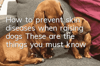 How to prevent skin diseases when raising dogs: These are the things you must know