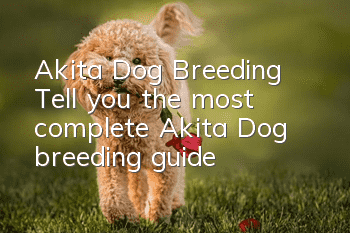 Akita Dog Breeding Tell you the most complete Akita Dog breeding guide