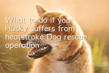What to do if your Husky suffers from heatstroke? Dog rescue operation
