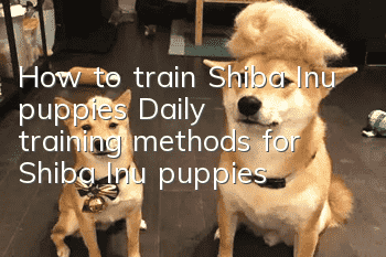 How to train Shiba Inu puppies? Daily training methods for Shiba Inu puppies!
