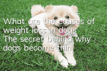 What are the causes of weight loss in dogs? The secret behind why dogs become thin