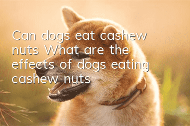 Can dogs eat cashew nuts? What are the effects of dogs eating cashew nuts?