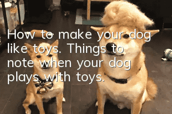 How to make your dog like toys. Things to note when your dog plays with toys.