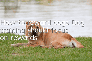 How to reward dogs Dog training should focus on rewards