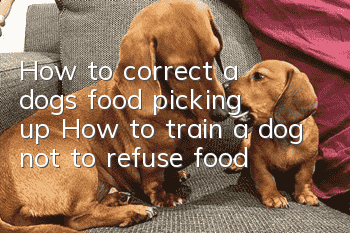 How to correct a dog’s food picking up? How to train a dog not to refuse food?