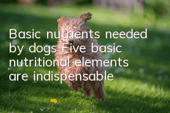 Basic nutrients needed by dogs Five basic nutritional elements are indispensable