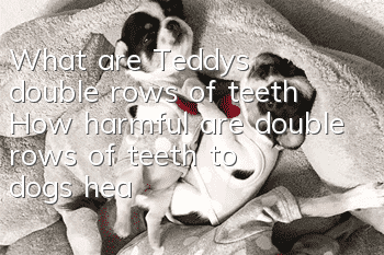 What are Teddy’s double rows of teeth? How harmful are double rows of teeth to dogs’ health?