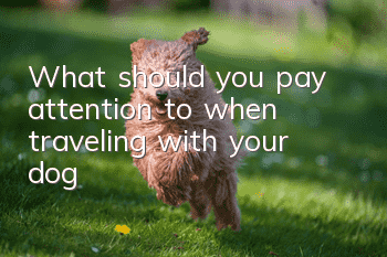 What should you pay attention to when traveling with your dog?