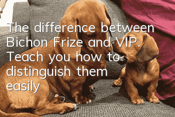 The difference between Bichon Frize and VIP. Teach you how to distinguish them easily