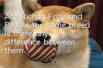 Are Bichon Frize and Poodle the same breed? Is there any difference between them?