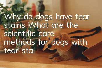 Why do dogs have tear stains? What are the scientific care methods for dogs with tear stains?