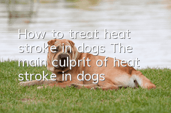 How to treat heat stroke in dogs? The main culprit of heat stroke in dogs