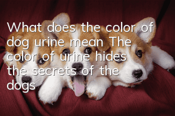 What does the color of dog urine mean? The color of urine hides the secrets of the dog’s body