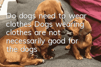Do dogs need to wear clothes? Dogs wearing clothes are not necessarily good for the dogs!
