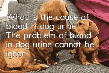 What is the cause of blood in dog urine? The problem of blood in dog urine cannot be ignored.