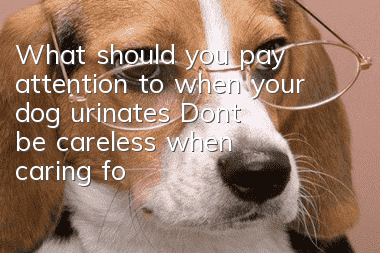 What should you pay attention to when your dog urinates? Don’t be careless when caring for your dog