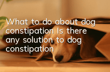 What to do about dog constipation? Is there any solution to dog constipation?