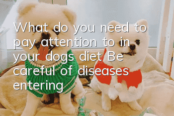 What do you need to pay attention to in your dog’s diet? Be careful of diseases entering through the mouth
