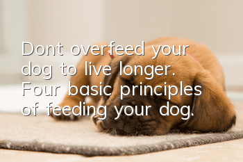 Don’t overfeed your dog to live longer. Four basic principles of feeding your dog.