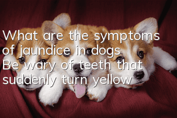 What are the symptoms of jaundice in dogs? Be wary of teeth that suddenly turn yellow