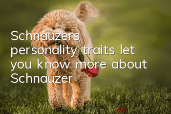Schnauzer’s personality traits let you know more about Schnauzer