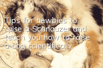 Tips for newbies to raise a Schnauzer and teach you how to raise a dog scientifically