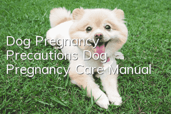 Dog Pregnancy Precautions Dog Pregnancy Care Manual