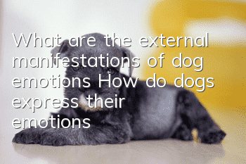 What are the external manifestations of dog emotions? How do dogs express their emotions?