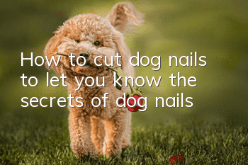 How to cut dog nails to let you know the secrets of dog nails