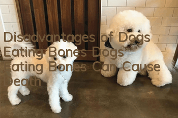 Disadvantages of Dogs Eating Bones Dogs Eating Bones Can Cause Death