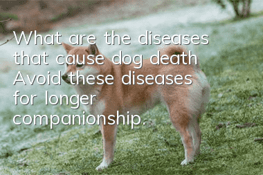 What are the diseases that cause dog death? Avoid these diseases for longer companionship.