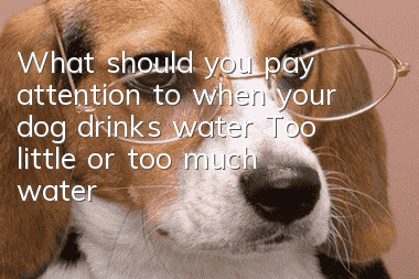 What should you pay attention to when your dog drinks water? Too little or too much water is not good for your dog.