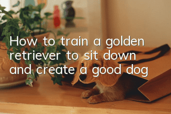 How to train a golden retriever to sit down and create a good dog