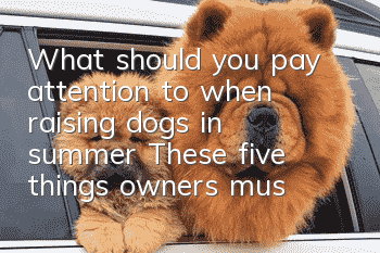 What should you pay attention to when raising dogs in summer? These five things owners must know